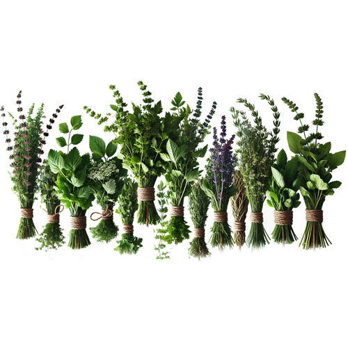 21 Sacred Herbs for the Hand of Orunmila