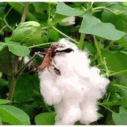 cotton plant