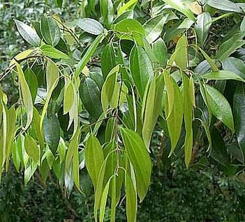 cinnamon on plant leaves ▷▷ Cinnamon- Leaves (Herb) – vickygardens