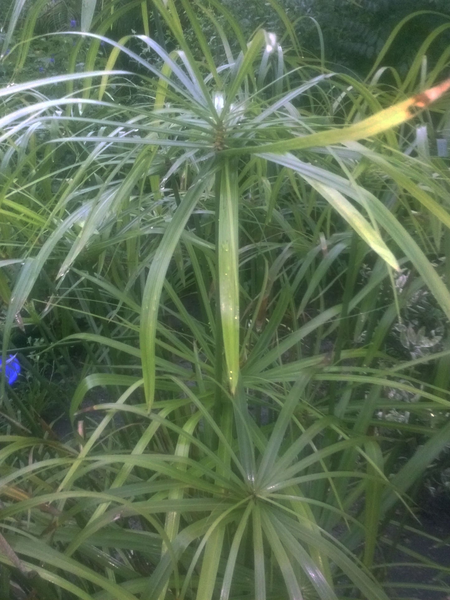 Saco Saco Herb