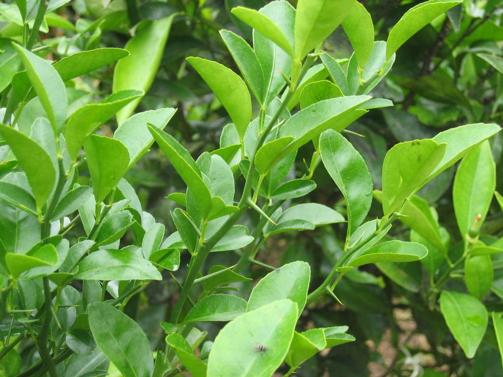 Yagruma (Herb)