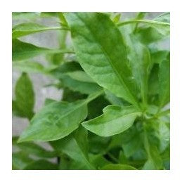 Arrasa con Todo Herb