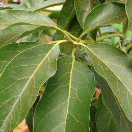 Avocado (Herb)