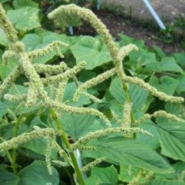Bledo Blanco (Herb)