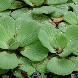 Flor de Agua (Herb)