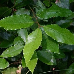 Laurel (Herb)