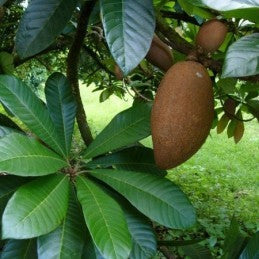 Mamey (Herb)
