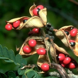 Peonia (DRIED) - Wereyeye (Herb)
