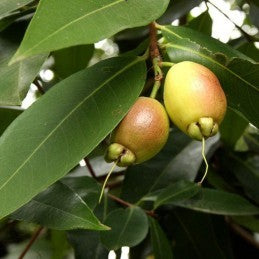Pomarrosa (Herb)