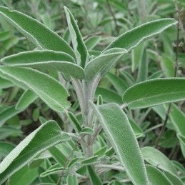 Sage (Herb)