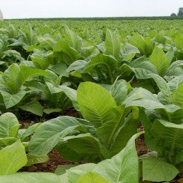 Tobacco - Leaves (Herb)
