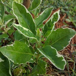 Vence Batalla (Herb)