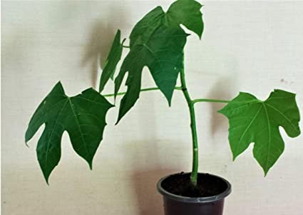 Chichicate (Herb)