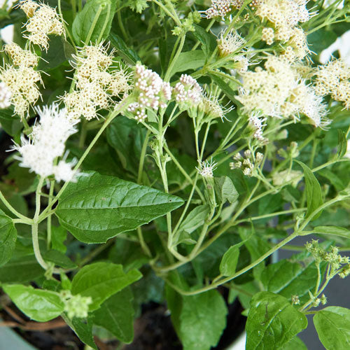 Abre Camino Plant for sale