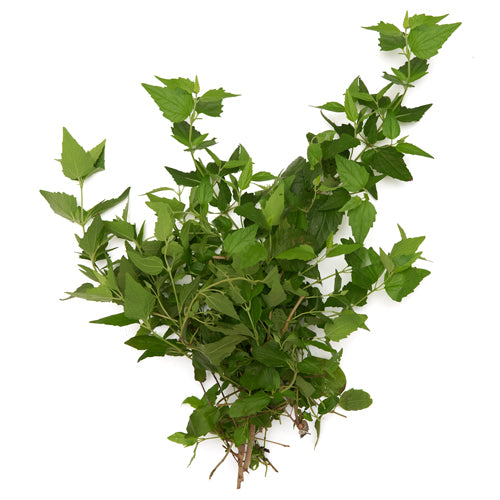 abre camino plant seeds ▷▷ Abre Camino / Road Opener (Herb) – vickygardens