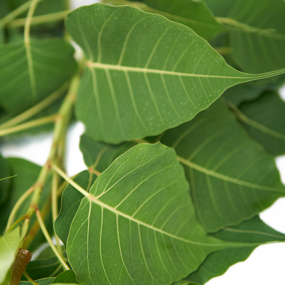 Alamo Plant