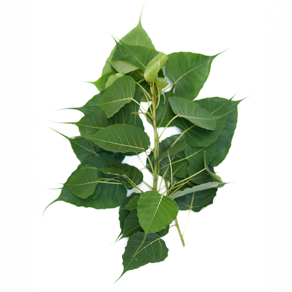 Alamo Plant