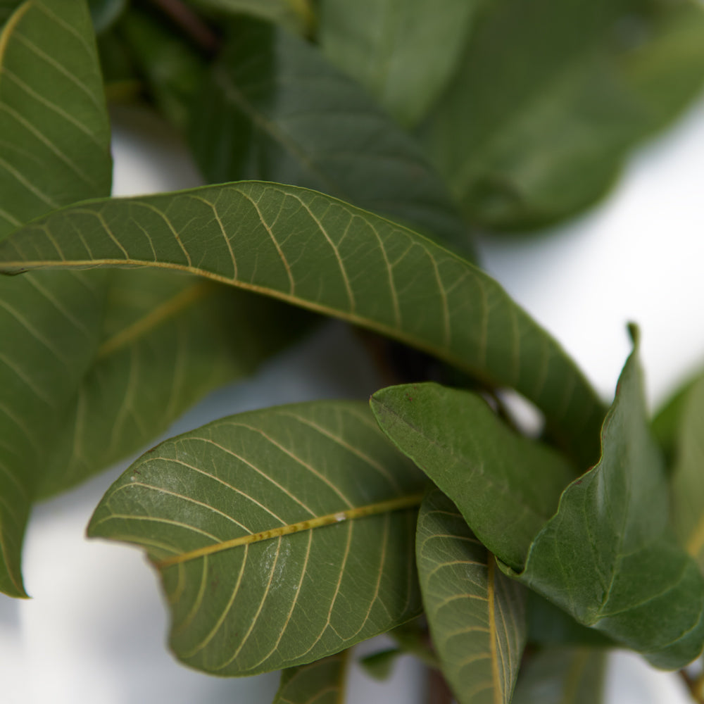 Guava Leaves for sale