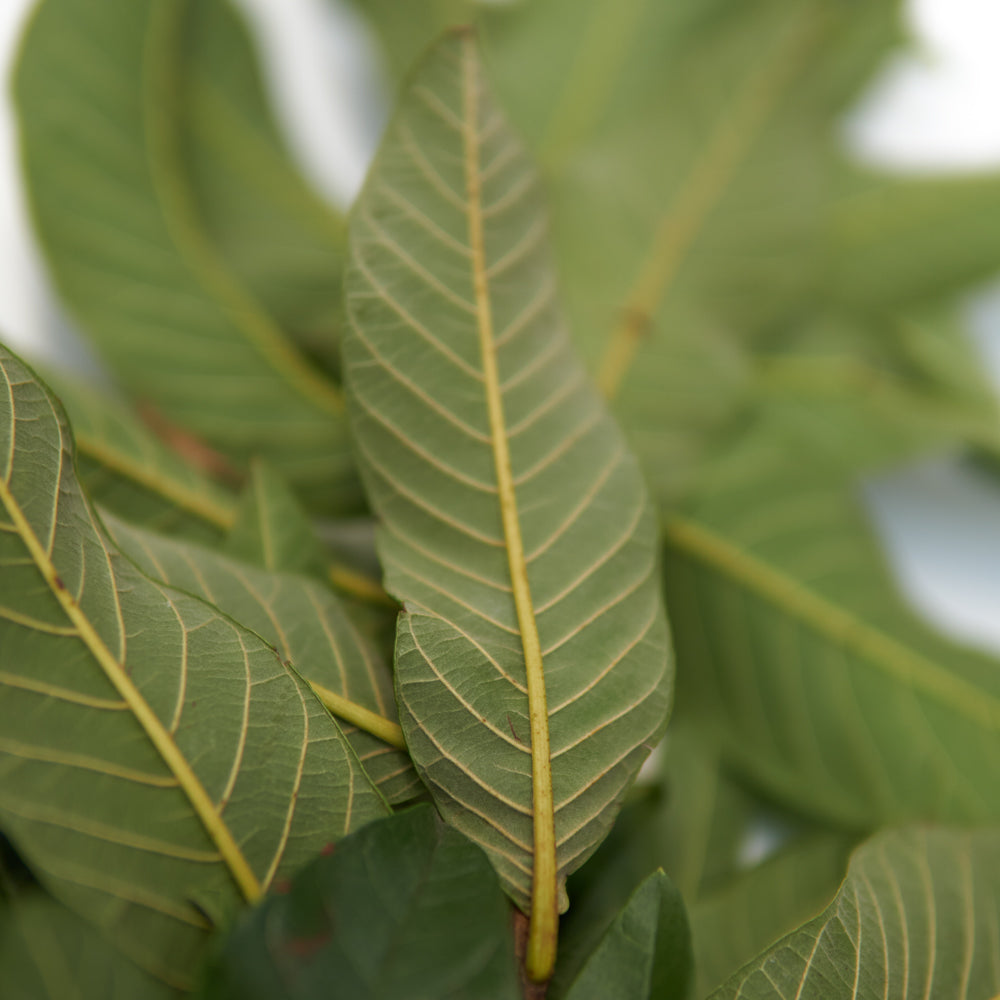 guaba herb