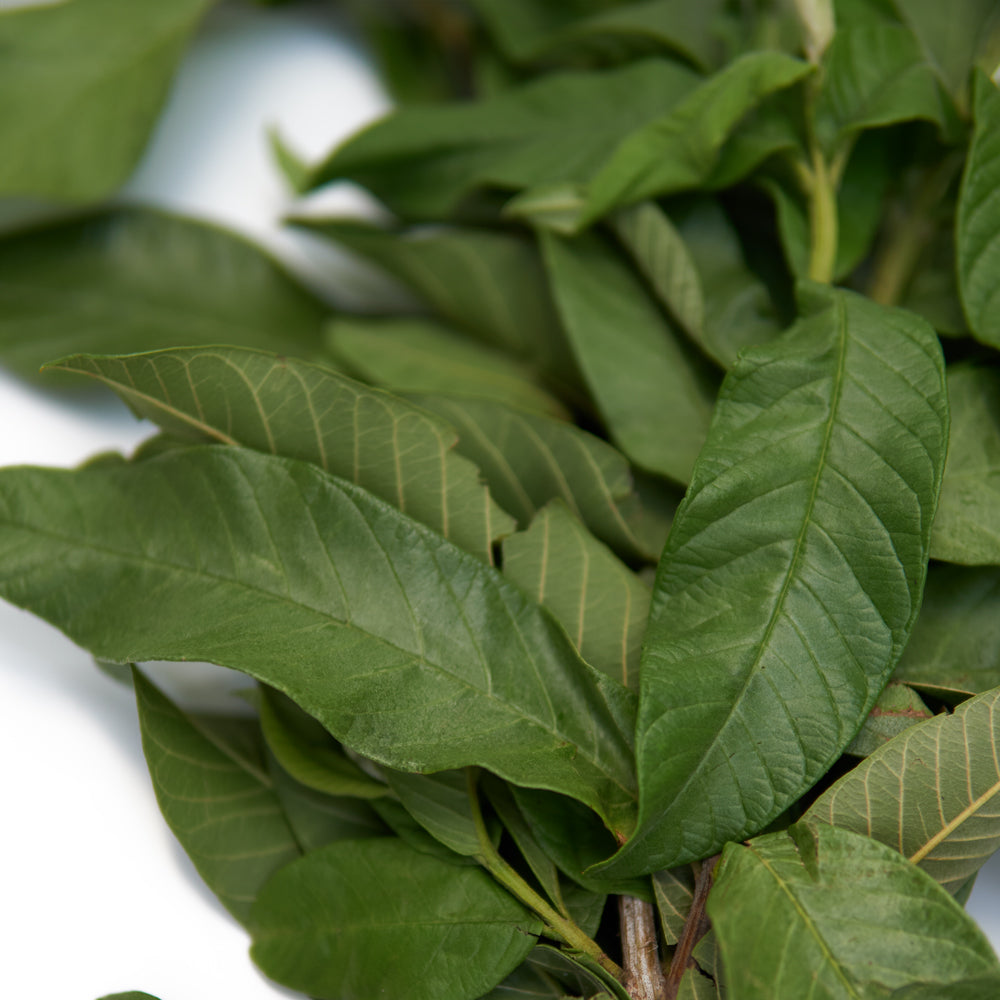 guava herb for sale