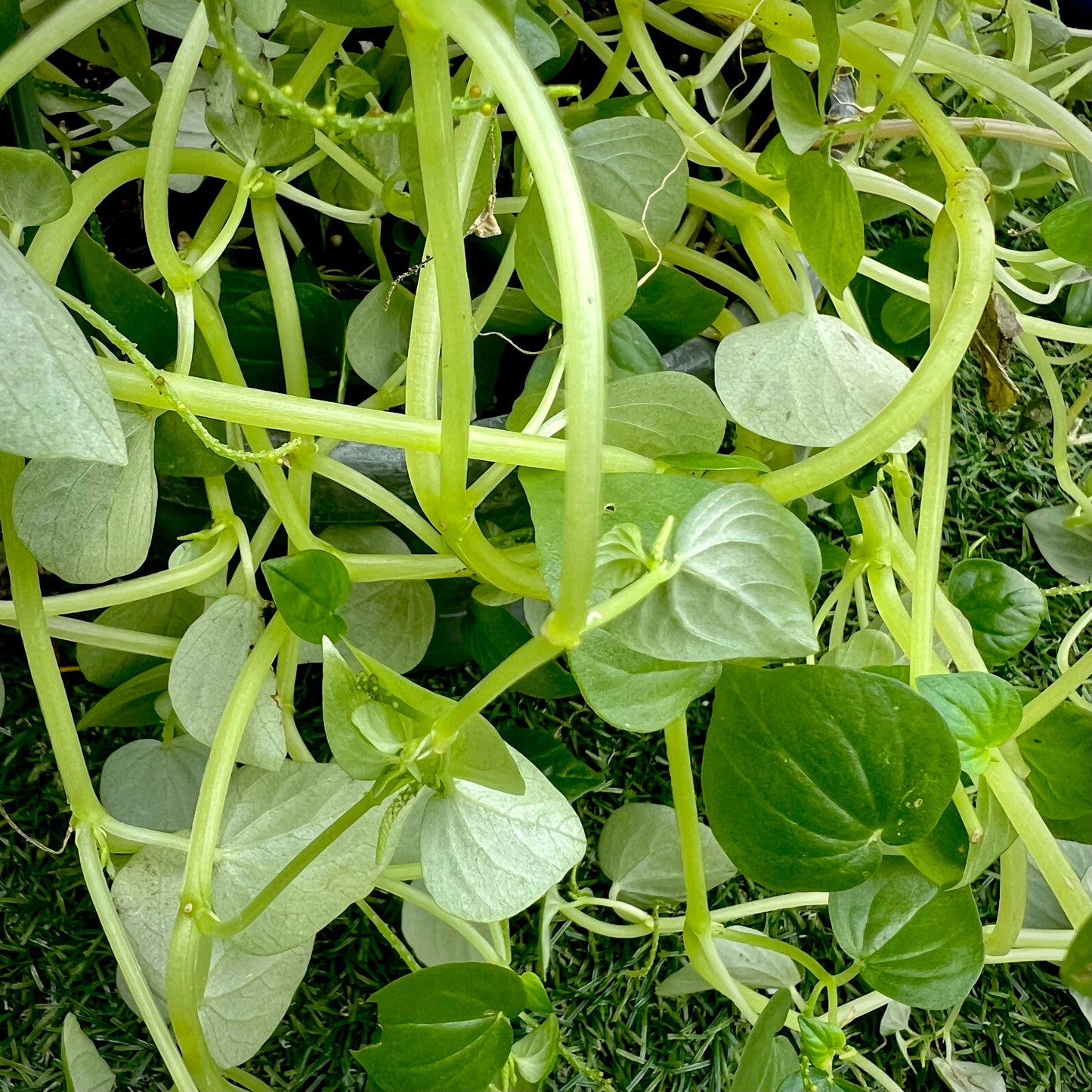 Corazon de Paloma Herb / Ewe Rin Rin