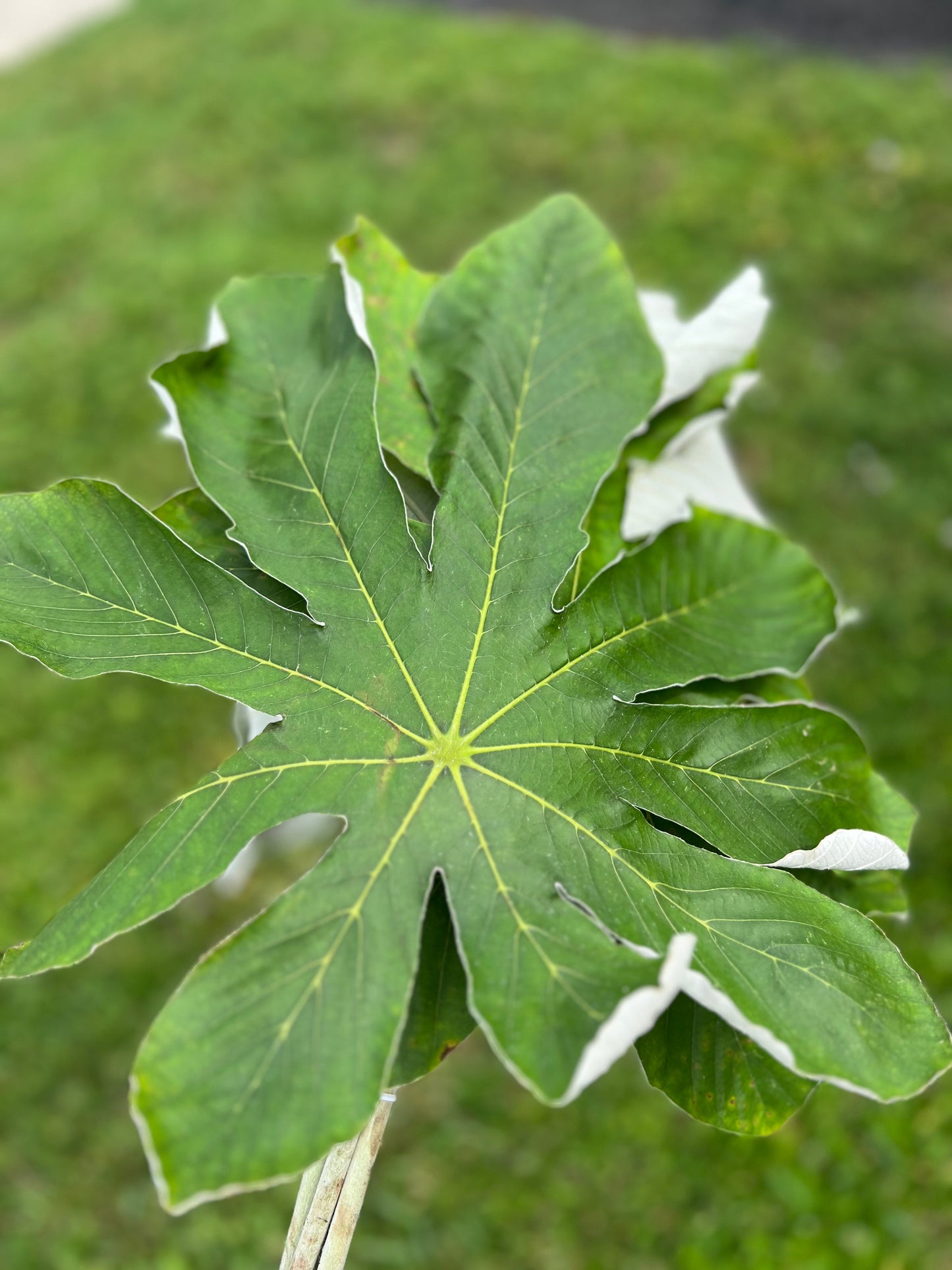 Yagruma Herb