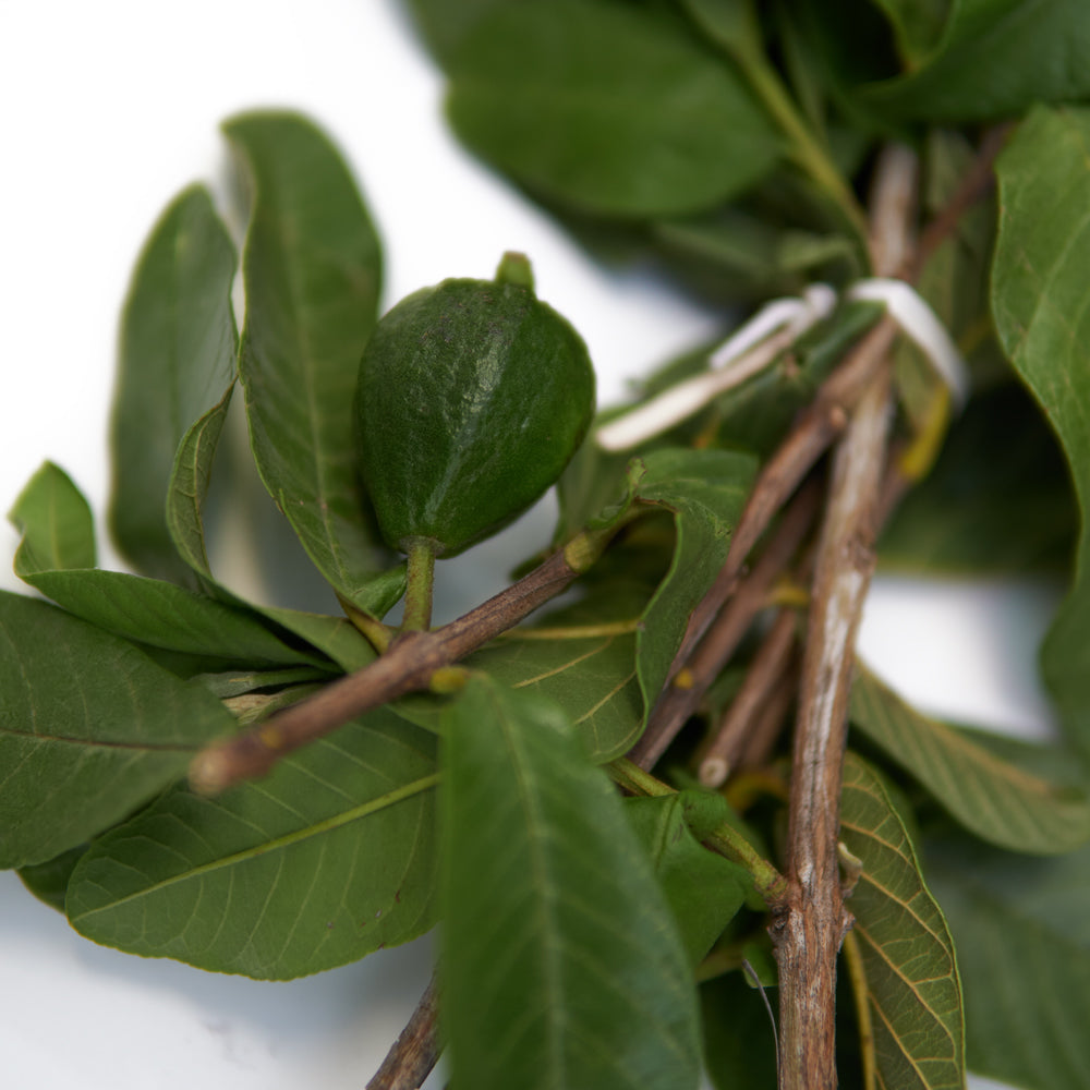 guava leaves benefits