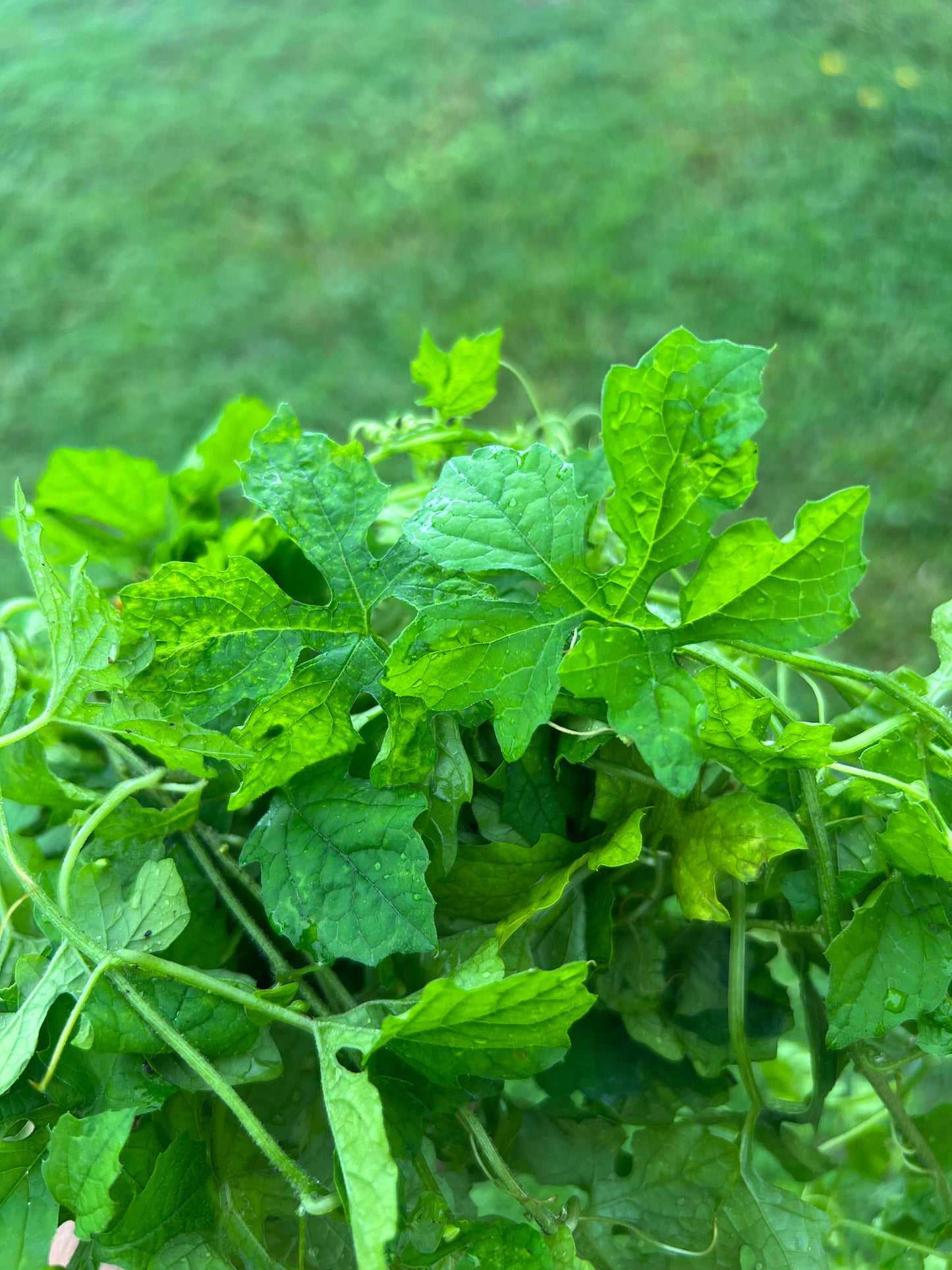 Cundeamor Herb