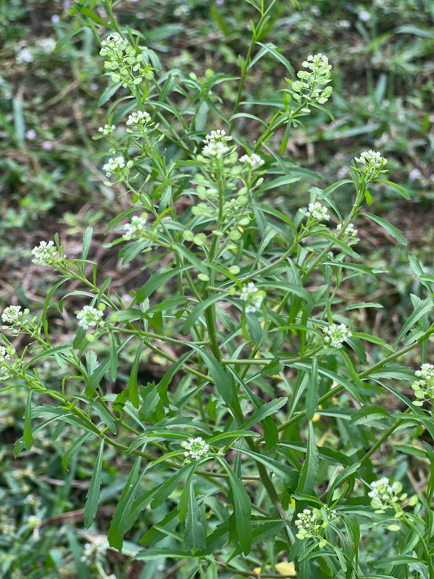 Mastuerzo (Herb)