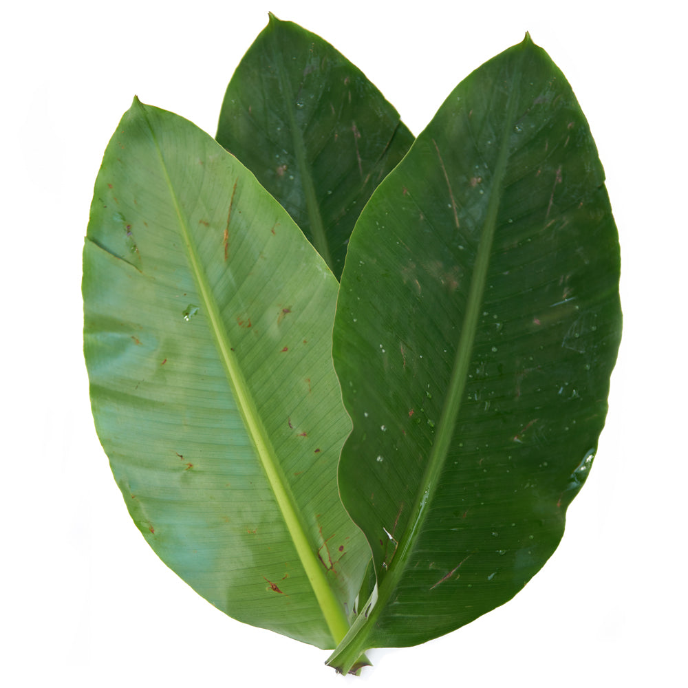 Banana Leaf