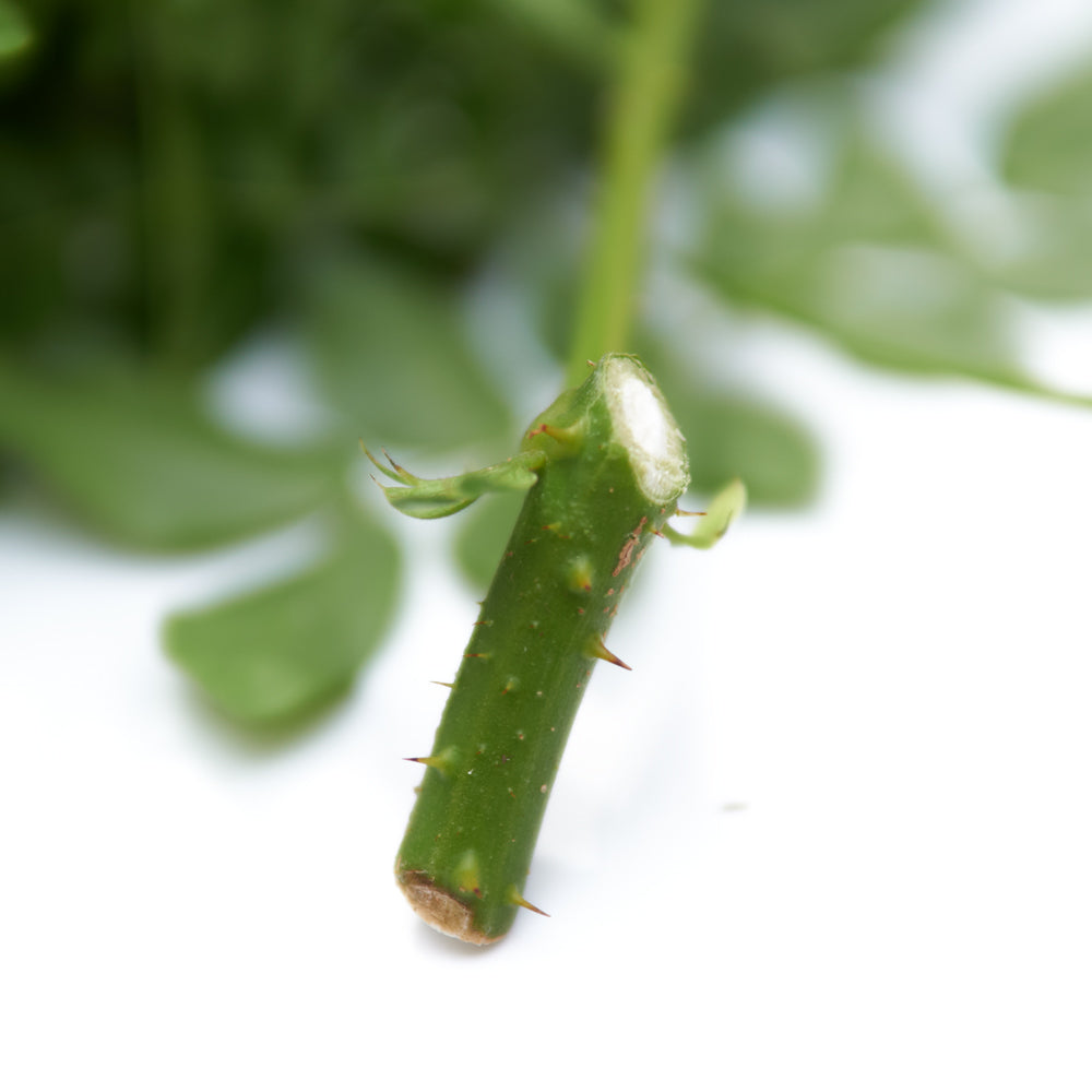 Quita Maldición for sale