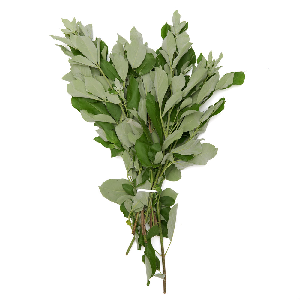 Vencedor Herb