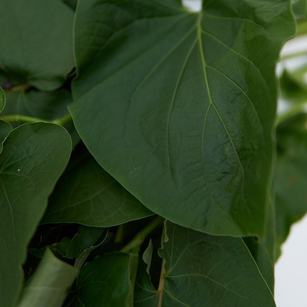 caisimon planta hierba
