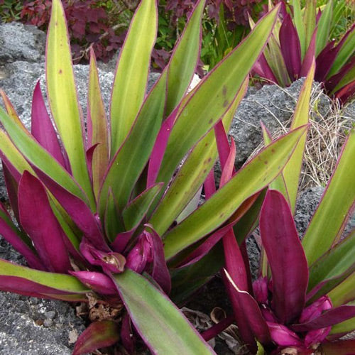 Cordoban Herb / planta cordoban