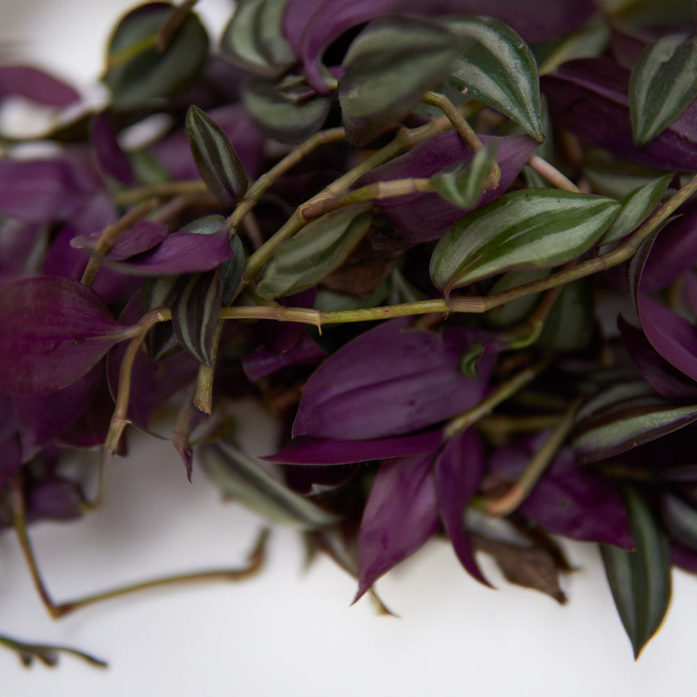 cucaracha herb