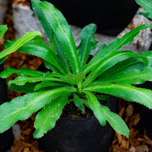 Culantro Herb for sale