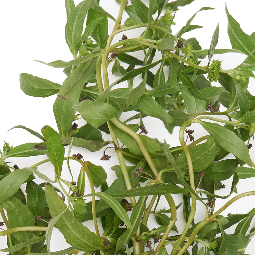 hojas de espanta muerto