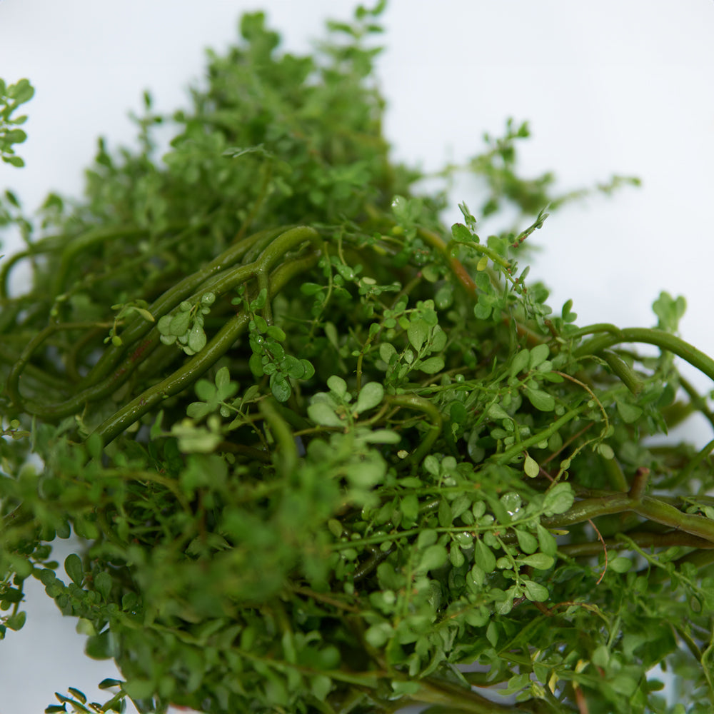 Planta de frescura