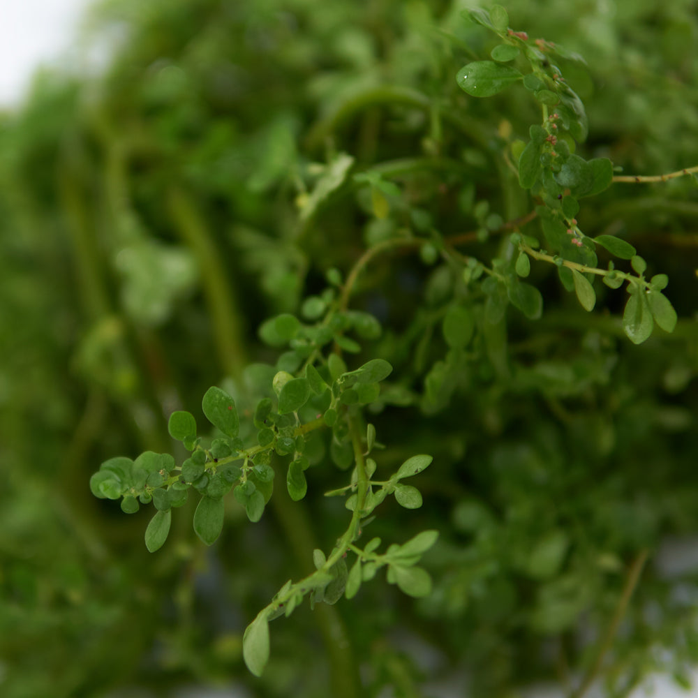 Frescura leaves