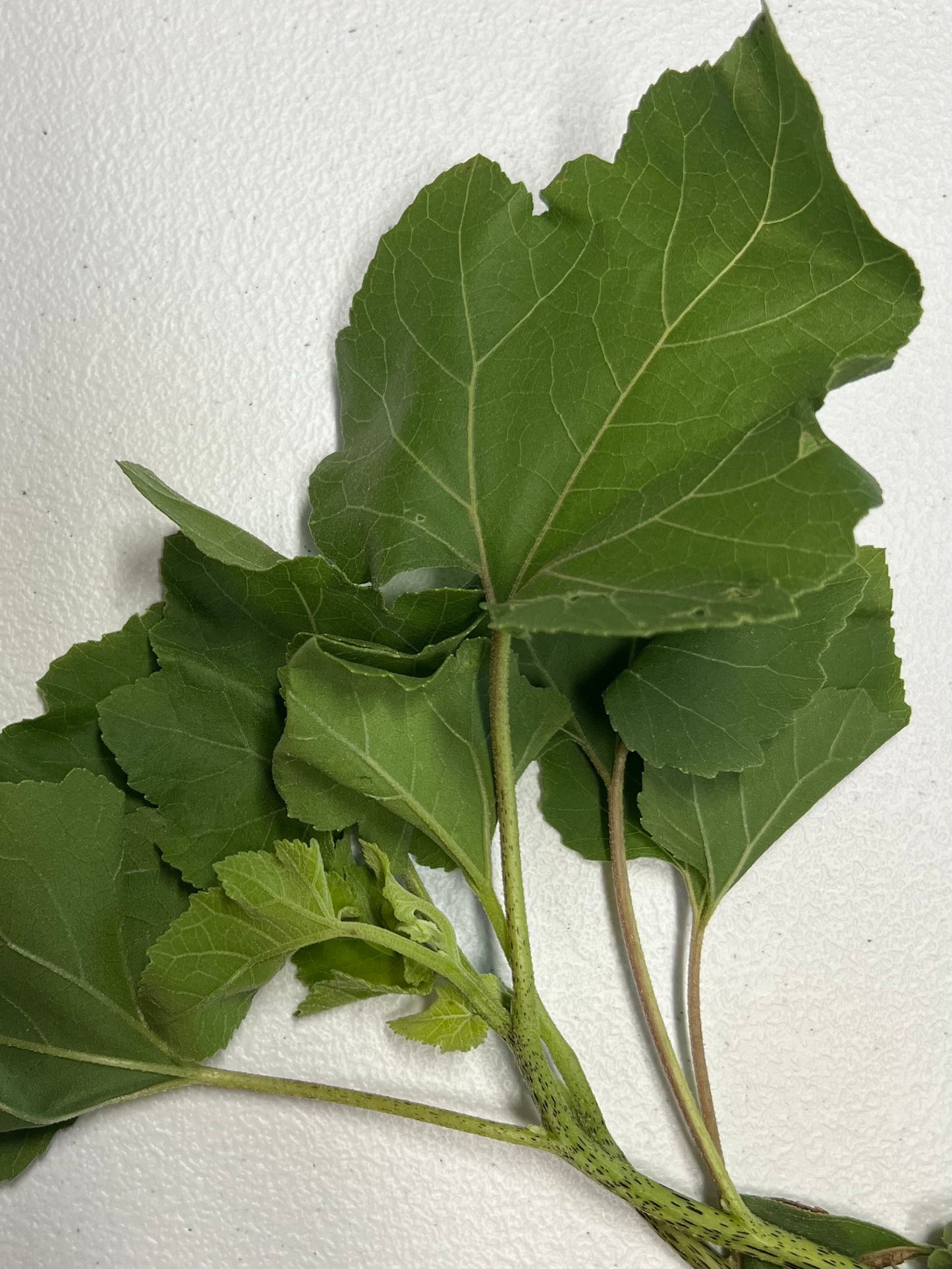 Guizaso de caballo Herb