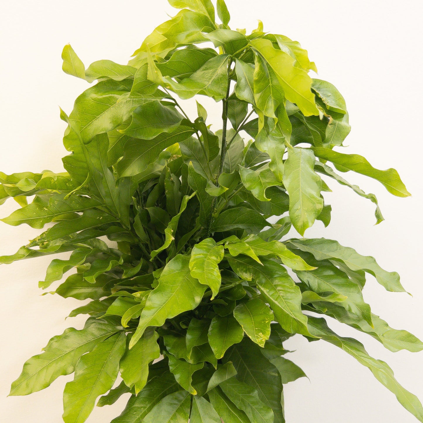 Jaboncillo Herb