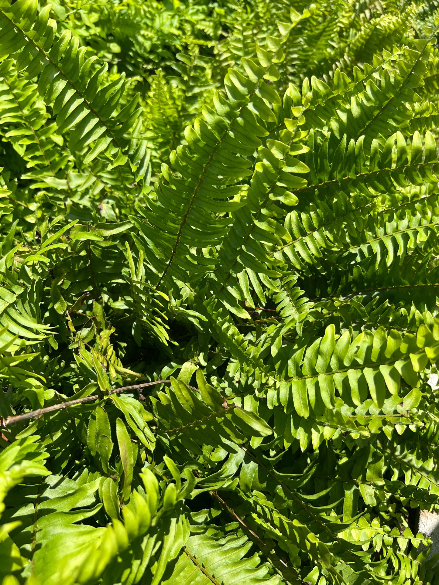Helecho Herb
