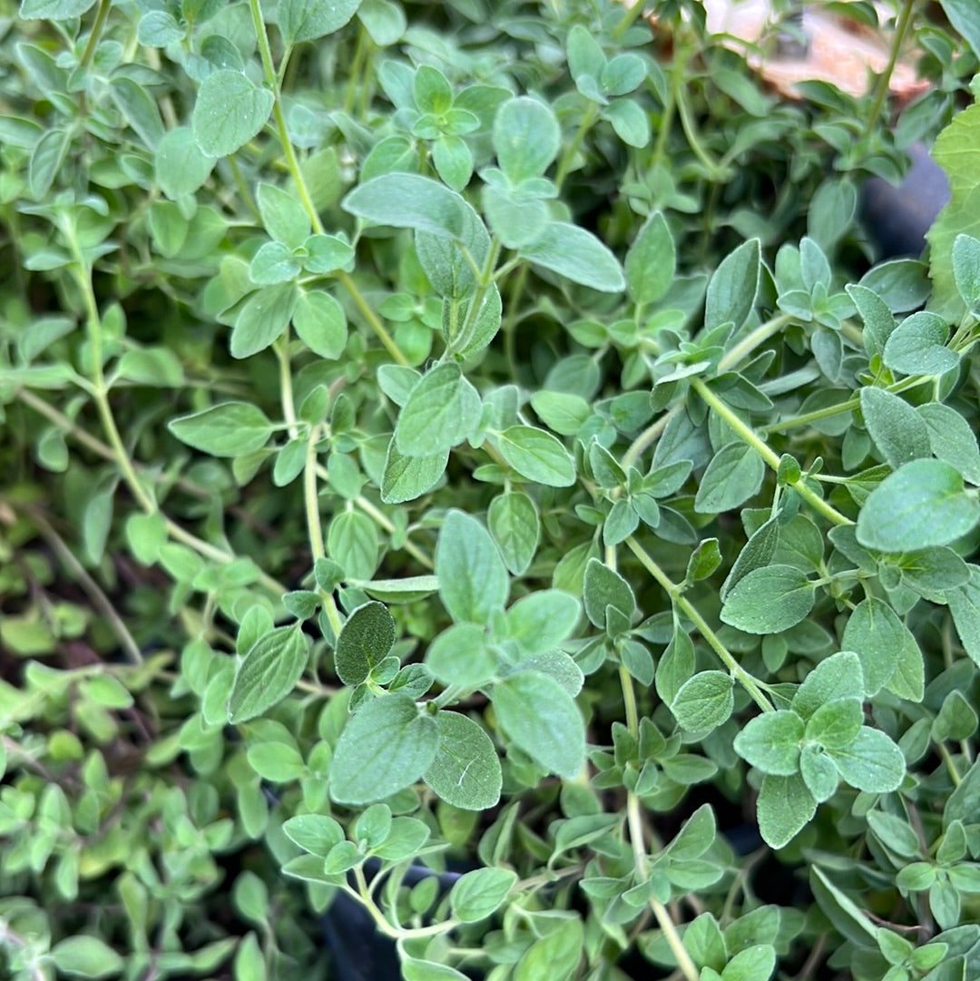 Mejorana Herb