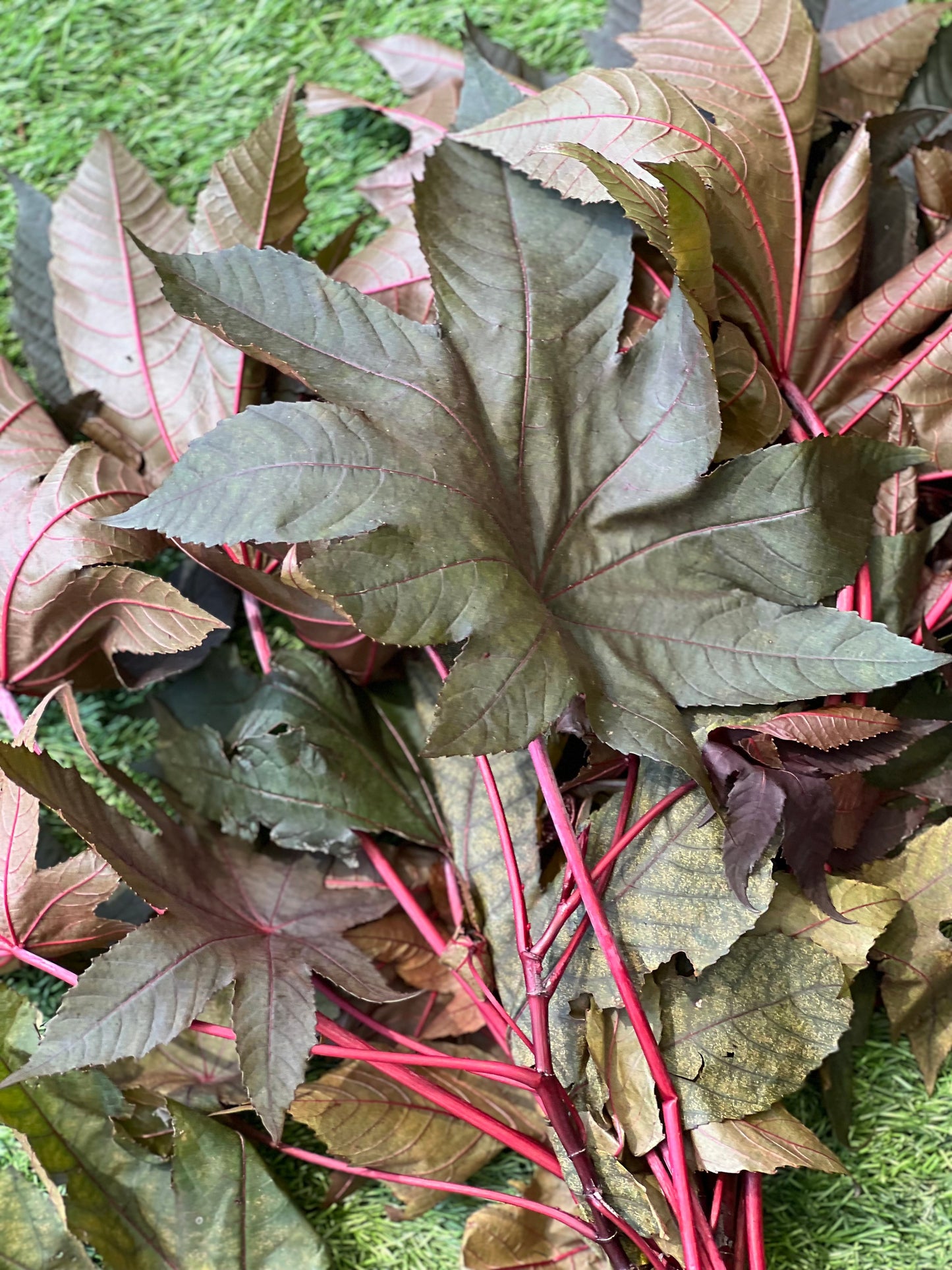 Higuereta Morada Herb