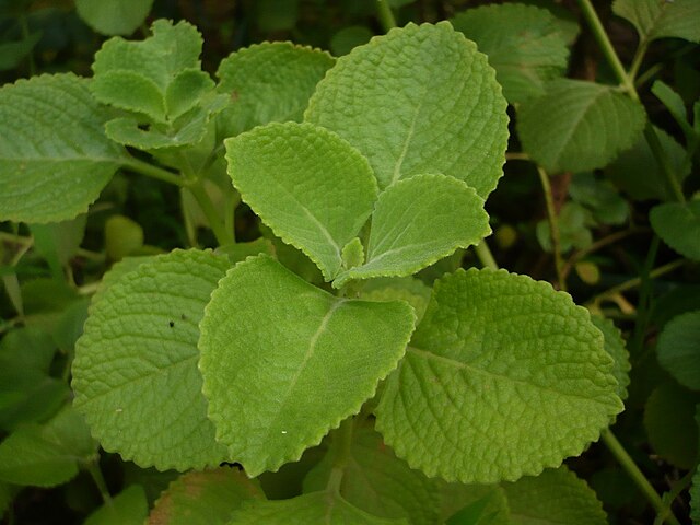 Oregano (Herb)