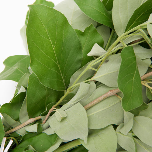 Vencedor Herb for sale