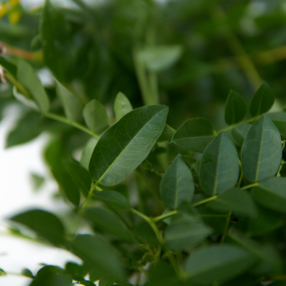 Quita Maldición planta