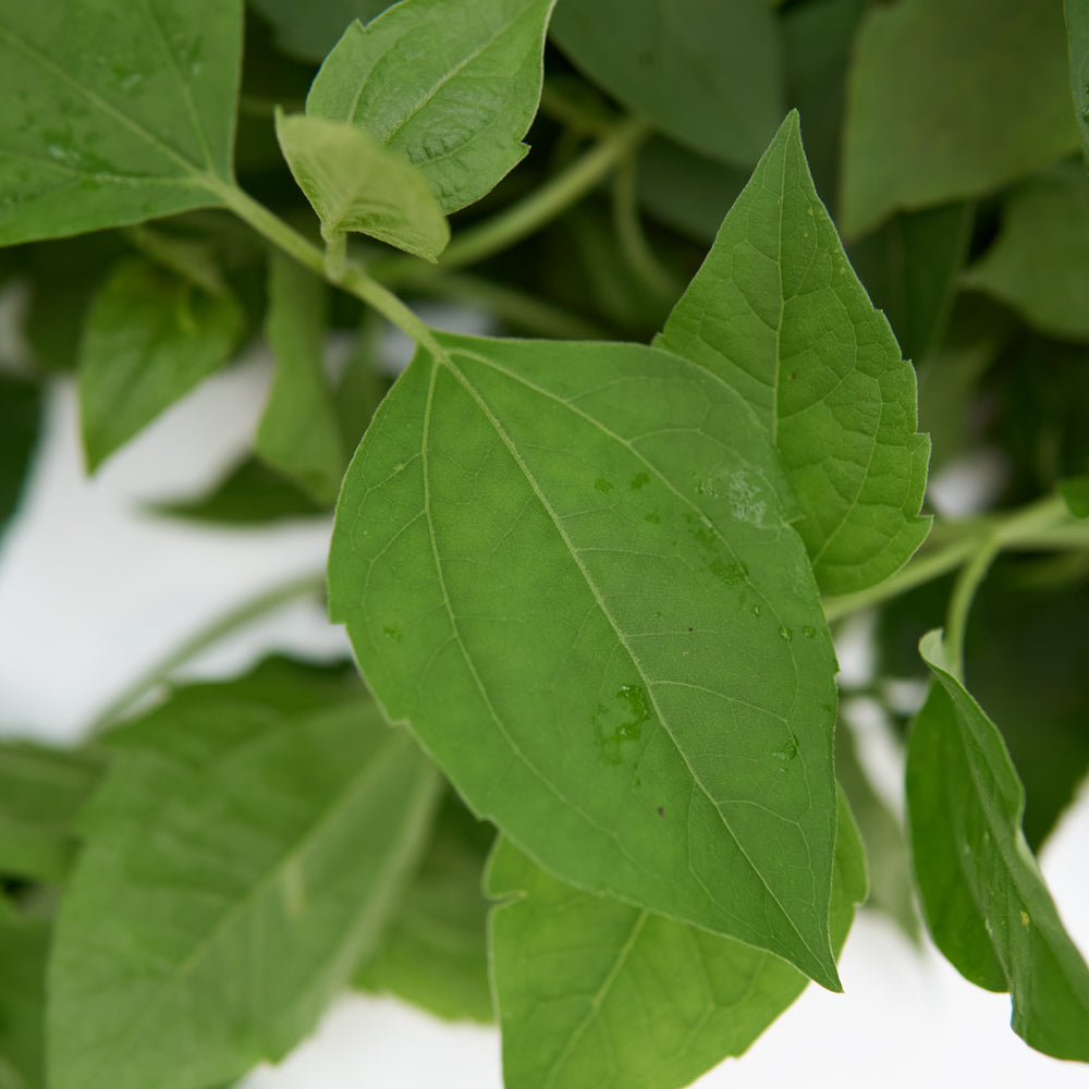 rompe saraguey leaves