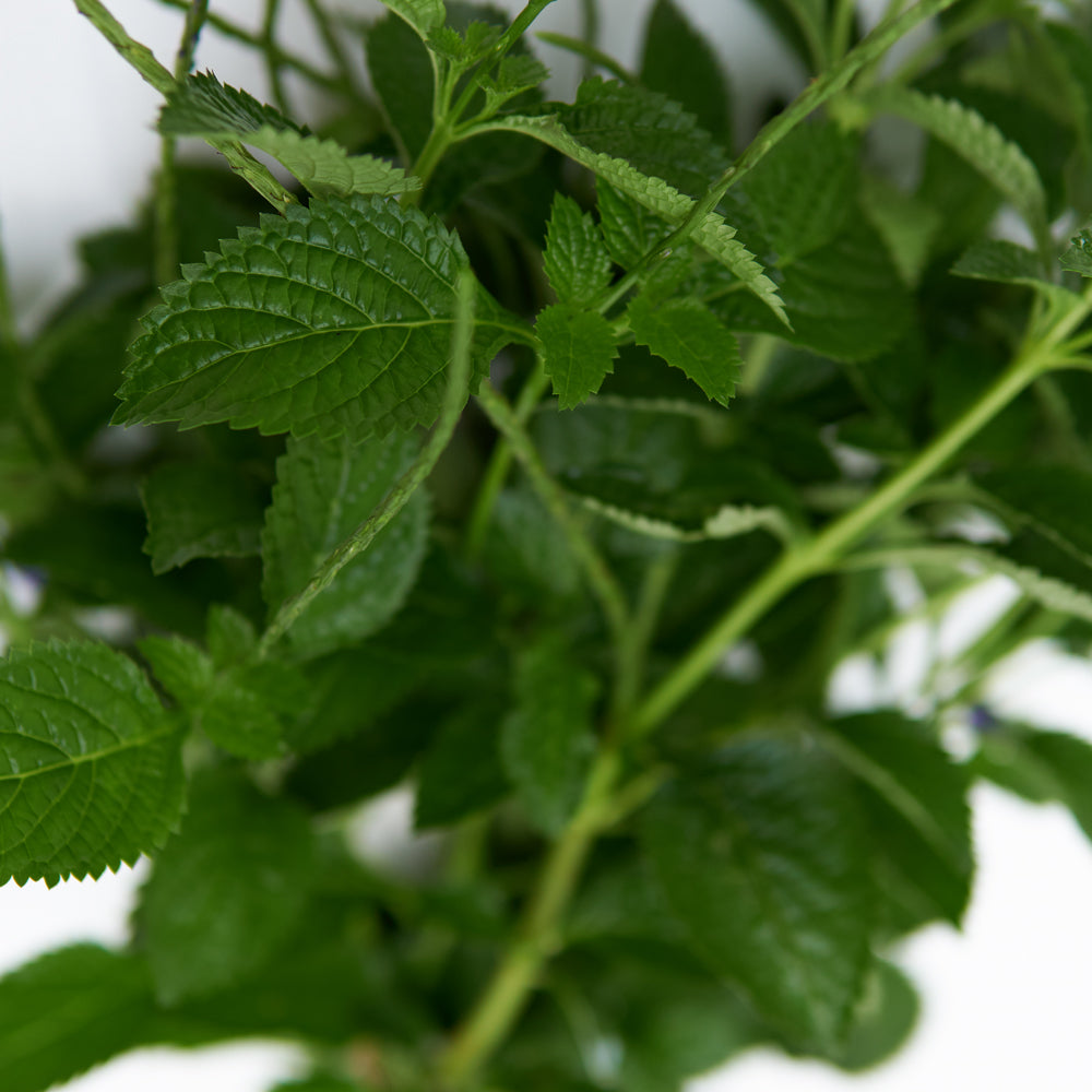 hojas de verbena