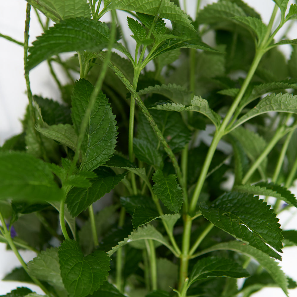 vervena planta